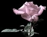 Small Mauve Rose