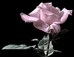 Mauve Rose