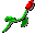 Rose for Romance